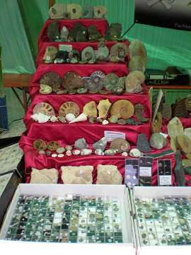 Fossilien von FossNet