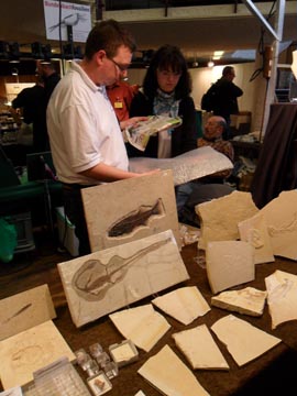 Messestand FossNet Fossilien