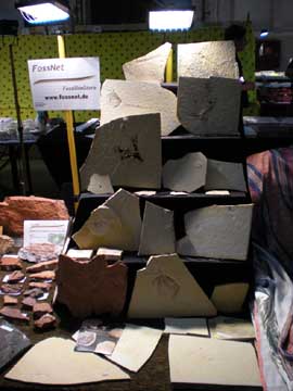 Messestand FossNet Fossilien