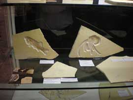 Furo longimanus und Aeger tipularis