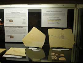 Fossilien aus Solnhofen
