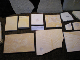 Fossilien