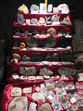 Messestand FossNet Fossilien