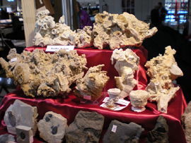 Fossilien