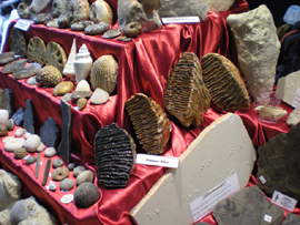 Fossilien Stand von FossNet