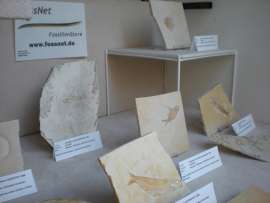 Fische aus Solnhofen