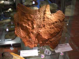 Das FossNet Petrefakta Fossil