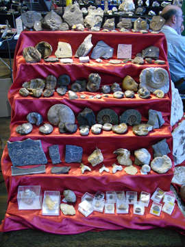 Fossilien, Fossilien und Fossilien