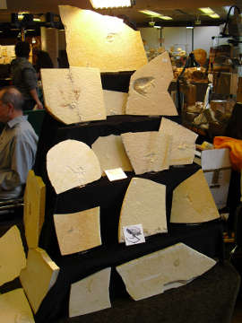 Solnhofen Fossilien