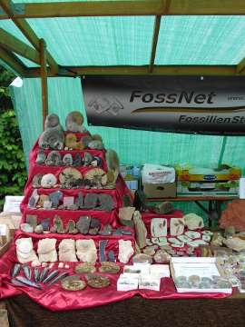 Fossilien von FossNet