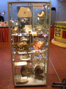 Vitrine Petrefakta Fossil