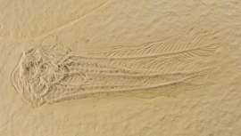 Comaturella formosa (WALTHER 1904) - Bild © FossNet FossilienStore