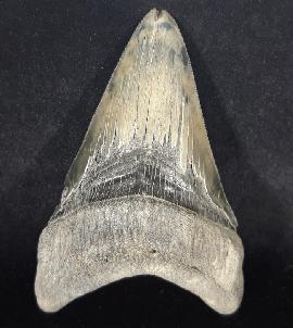 Sonstige - Haizhne - Carcharocles megalodon (AGASSIZ 1843)