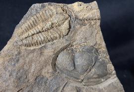 Conocoryphe cirina (BARRANDE 1846) - Bild &copy; FossNet FossilienStore