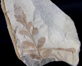 Sonstige - Pflanzen - ? Nilssonia sp. BRONGNIART 1825