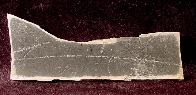 Monograptus sp. GEINITZ 1852 - Bild © FossNet FossilienStore