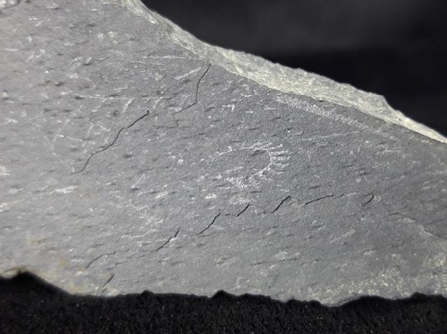 Spirograptus cf. spiralis (GEINITZ 1842) & Monograptus sp. GEINITZ 1852 - Bild © FossNet FossilienStore