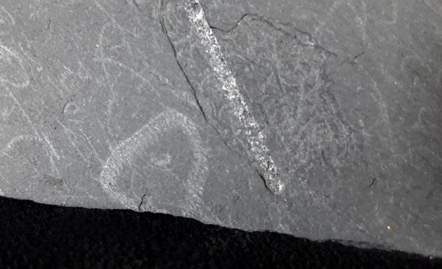 Monograptus sp. GEINITZ 1852 & Spirograptus cf. spiralis (GEINITZ 1842) - Bild © FossNet FossilienStore