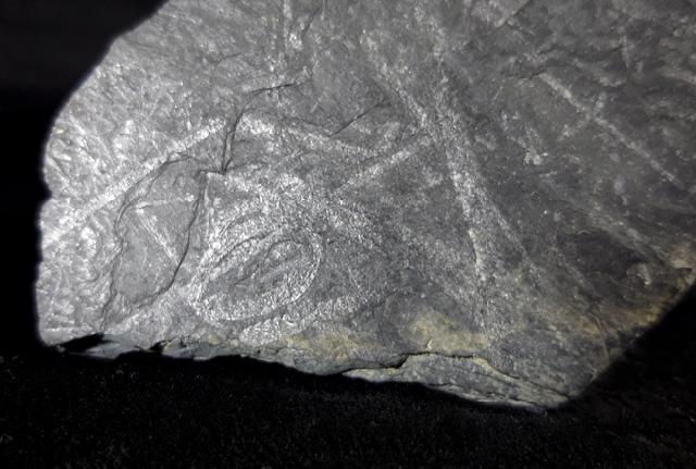 Monograptus sp. GEINITZ 1852 & Spirograptus cf. spiralis (GEINITZ 1842) - Bild © FossNet FossilienStore