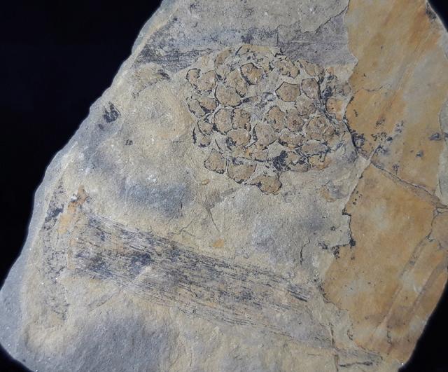 Equisetites arenaceus (JGER 1827) - Bild © FossNet FossilienStore