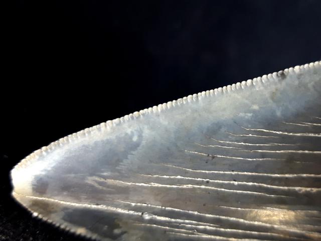 Carcharocles megalodon (AGASSIZ 1843) - Bild © FossNet FossilienStore