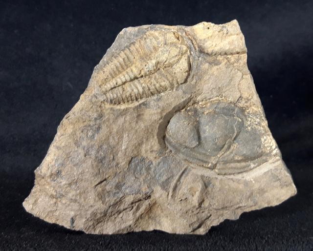 Conocoryphe cirina (BARRANDE 1846) - Bild &copy; FossNet FossilienStore