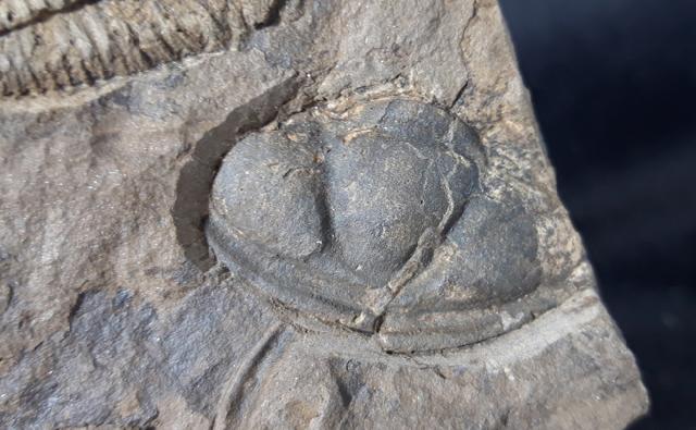 Conocoryphe cirina (BARRANDE 1846) - Bild &copy; FossNet FossilienStore