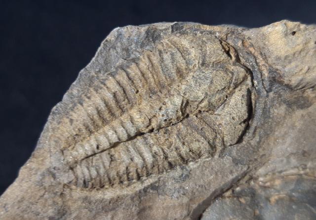 Conocoryphe cirina (BARRANDE 1846) - Bild &copy; FossNet FossilienStore
