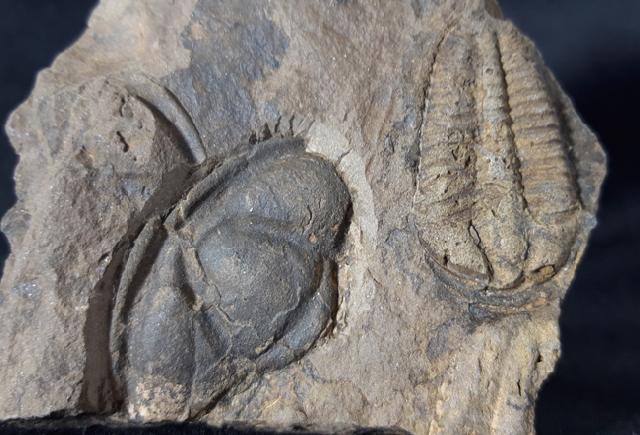Conocoryphe cirina (BARRANDE 1846) - Bild &copy; FossNet FossilienStore
