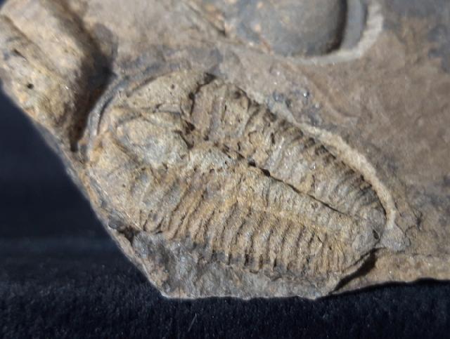 Conocoryphe cirina (BARRANDE 1846) - Bild &copy; FossNet FossilienStore