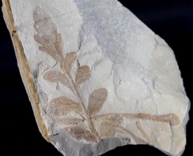 ? Nilssonia sp. BRONGNIART 1825 - Bild &copy; FossNet FossilienStore