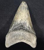 Carcharocles megalodon (AGASSIZ 1843) - Bild © FossNet FossilienStore
