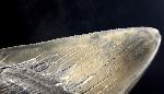Carcharocles megalodon (AGASSIZ 1843) - Bild © FossNet FossilienStore