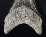 Carcharocles megalodon (AGASSIZ 1843) - Bild © FossNet FossilienStore