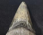Carcharocles megalodon (AGASSIZ 1843) - Bild © FossNet FossilienStore