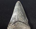 Carcharocles megalodon (AGASSIZ 1843) - Bild © FossNet FossilienStore