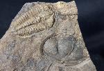 Conocoryphe cirina (BARRANDE 1846) - Bild &copy; FossNet FossilienStore