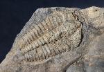 Conocoryphe cirina (BARRANDE 1846) - Bild &copy; FossNet FossilienStore