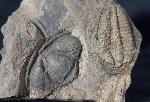 Conocoryphe cirina (BARRANDE 1846) - Bild &copy; FossNet FossilienStore