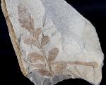 ? Nilssonia sp. BRONGNIART 1825 - Bild &copy; FossNet FossilienStore
