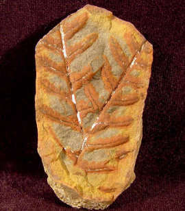 Pecopteris