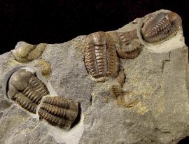 Fossilien - Ellipsocephalus - Trilobiten - FossNet