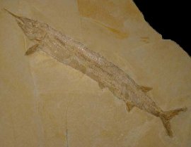 Fossilien - Schnabelfisch - Solnhofen - FossNet